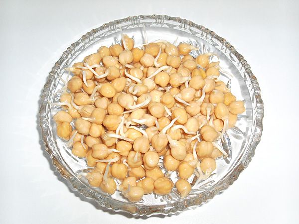 Kichererbsensprossen (Cicer arietinum)