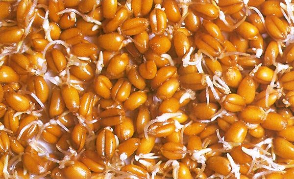 Weizensprossen (Triticum sativum) – glutenhaltiges Getreide