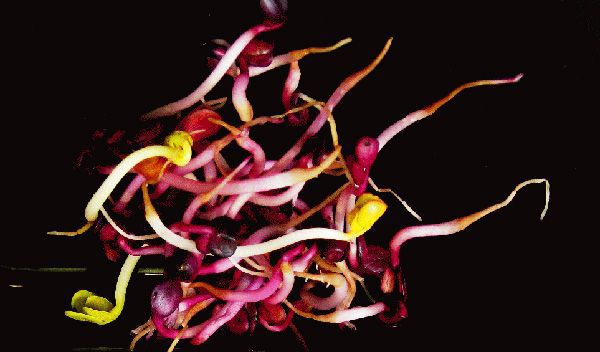 Radieschen- und Rettich Rot-Sprossen (Raphanus sativus)