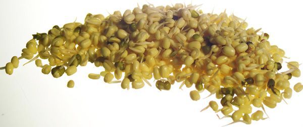 Mungobohnensprossen (Vigna radiata)