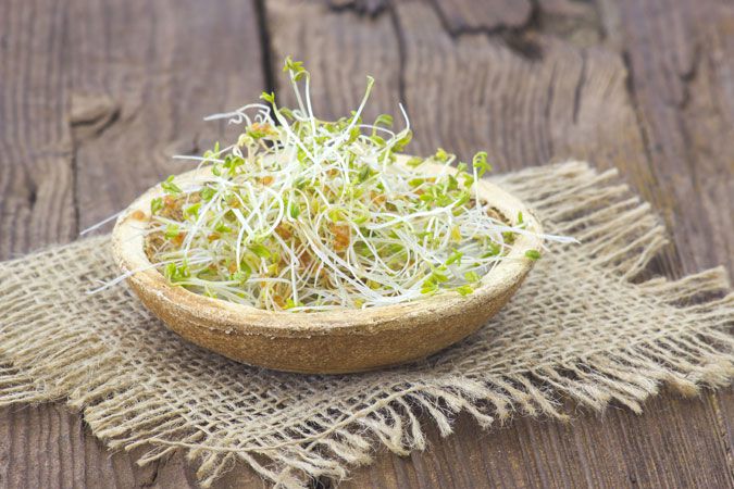 Sprossen Rezepte für Salat und mehr