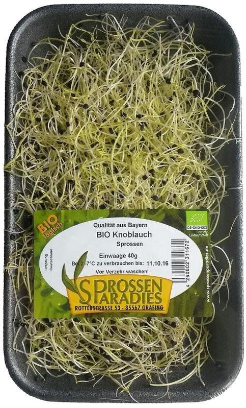 Knoblauch-Sprossen